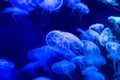 Moon jellyfish Aurelia aurita blue translucent color and blue ba Royalty Free Stock Photo