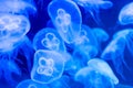 Moon jellyfish Aurelia aurita blue translucent color and blue ba Royalty Free Stock Photo