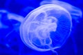 Moon jellyfish Aurelia aurita blue translucent color and dark ba Royalty Free Stock Photo