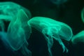 Moon jellyfish Aurelia aurita green translucent color and dark b Royalty Free Stock Photo