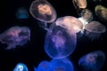 Moon Jellyfish Aurelia Aurita over black background Royalty Free Stock Photo