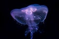 Moon Jellyfish Aurelia Aurita over black background Royalty Free Stock Photo