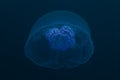 Moon jellyfish (aurelia aurita) in the Red Sea. Royalty Free Stock Photo