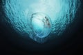 Moon jellyfish, Aurelia aurita in sea.