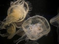 Moon jellyfish (Aurelia aurita) swimming Royalty Free Stock Photo