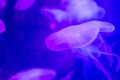 Moon jellyfish Aurelia aurita white translucent color and blue Royalty Free Stock Photo
