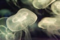 Moon jellyfish Aurelia aurita white translucent color and dark b Royalty Free Stock Photo