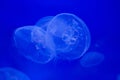 Moon jellyfish (Aurelia aurita). Royalty Free Stock Photo