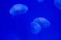 Moon jellyfish (Aurelia aurita). Royalty Free Stock Photo