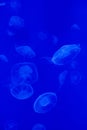 Moon jellyfish (Aurelia aurita). Royalty Free Stock Photo