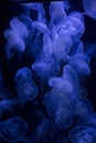 The Moon jellyfish Aurelia labiata. Royalty Free Stock Photo