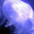 Moon jellyfish aurelia labiata Royalty Free Stock Photo