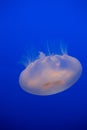 Moon Jellyfish