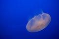 Moon Jellyfish