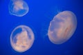 Moon Jellyfish