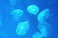 Moon Jellyfish in blue light in a large aquarium fish tank, Many large jellyfish. Luminous jellyfish background. Royalty Free Stock Photo