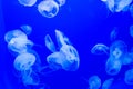 Moon Jellyfish in blue Water