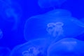 Moon jellyfish close up on blue background. Blue jelly copy space