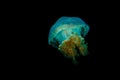 Saltwater jellyfish diagonally floating in water