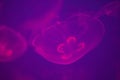 Moon jellyfish glowing pink in deep blue waters