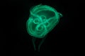 Moon jellyfish. Green medusa floating on black background Royalty Free Stock Photo