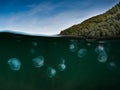 Split shot of Moon Jellyfish underwater in the cold water of Skye,Scotland.