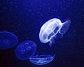 Moon Jellyfish Smack