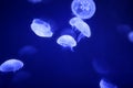 Moon jellyfish over blue water Royalty Free Stock Photo