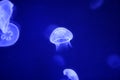 Moon jellyfish over blue water Royalty Free Stock Photo