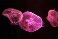 Moon Jellyfish in pink light in a large aquarium fish tank, Many large jellyfish. Luminous jellyfish background. Royalty Free Stock Photo