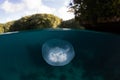 Moon Jellyfish in Calm, Tropical Lagoon Royalty Free Stock Photo