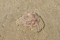 The Moon Jellyfish on a sandy beach Royalty Free Stock Photo