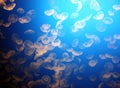 Moon jellyfish swarm