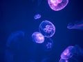 Moon Jellyfish Swim Underwater Royalty Free Stock Photo