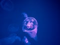 Moon Jellyfish Swim Underwater Royalty Free Stock Photo