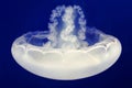 A moon jellyfish swimming upside-down Royalty Free Stock Photo