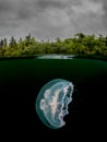 Split shot of moon Jellyfish in the dark cold water of Loch Sween, Scotland