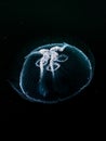 Moon Jellyfish underwater in the dark water of Loch Sween, SCotland