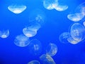 Moon jellyfish Royalty Free Stock Photo