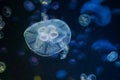 Moon jellyfish (Aurelia aurita). Royalty Free Stock Photo