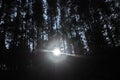 Moon light and dark night forest Royalty Free Stock Photo