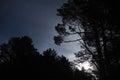 Moon light stars and blue clouds over night forest Royalty Free Stock Photo