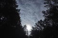 Moon light stars and blue clouds over night forest Royalty Free Stock Photo