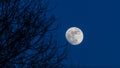 Moon light under trees Royalty Free Stock Photo