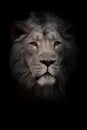 Moon lion portrait. Portrait full face. powerful male lion with a chic mane impressively lies