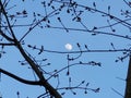 Moon looking thru the trees