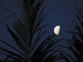 The moon looks beautiful among the leaves at night