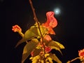 the moon looks at the tip of the bougainvillea at night