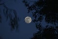 The moon looks between tree branches at night.