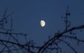 The moon at midnight with the branches of a tree.